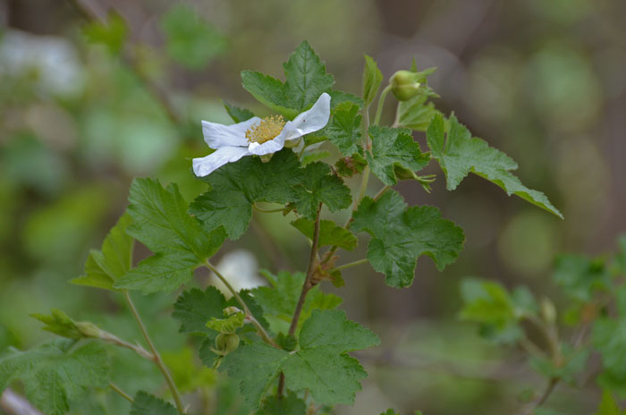 New Mexico Raspberry grows between 4,600 feet and 9,400 feet and is relatively rare in the United States. Rubus neomexicanus